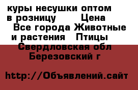 куры несушки.оптом 170 в розницу 200 › Цена ­ 200 - Все города Животные и растения » Птицы   . Свердловская обл.,Березовский г.